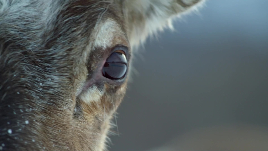 bbc life 1080p torrent download